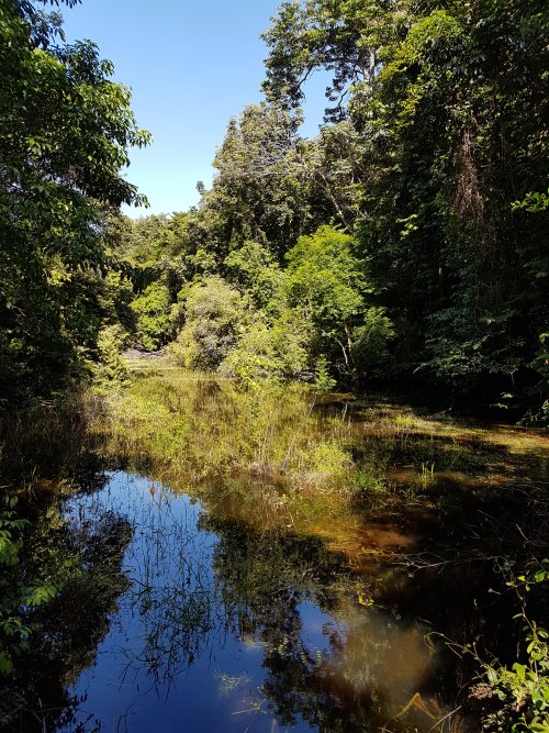 Cayenne - Marais sur le sentier